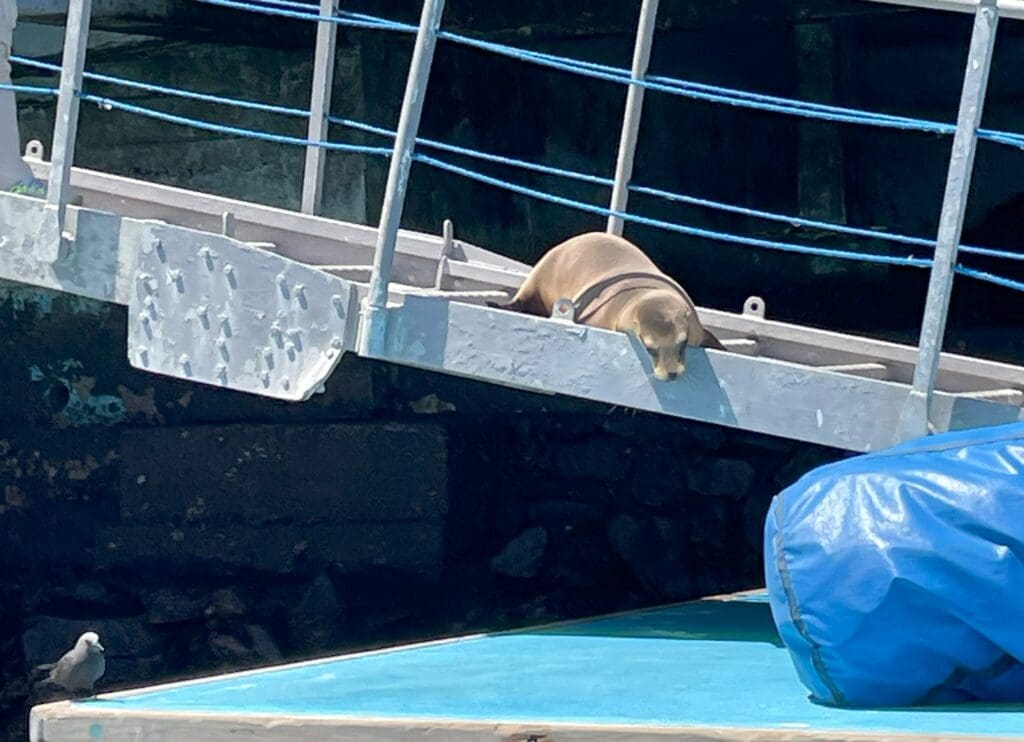 Sea Lion at Baltra Galapagos Dock