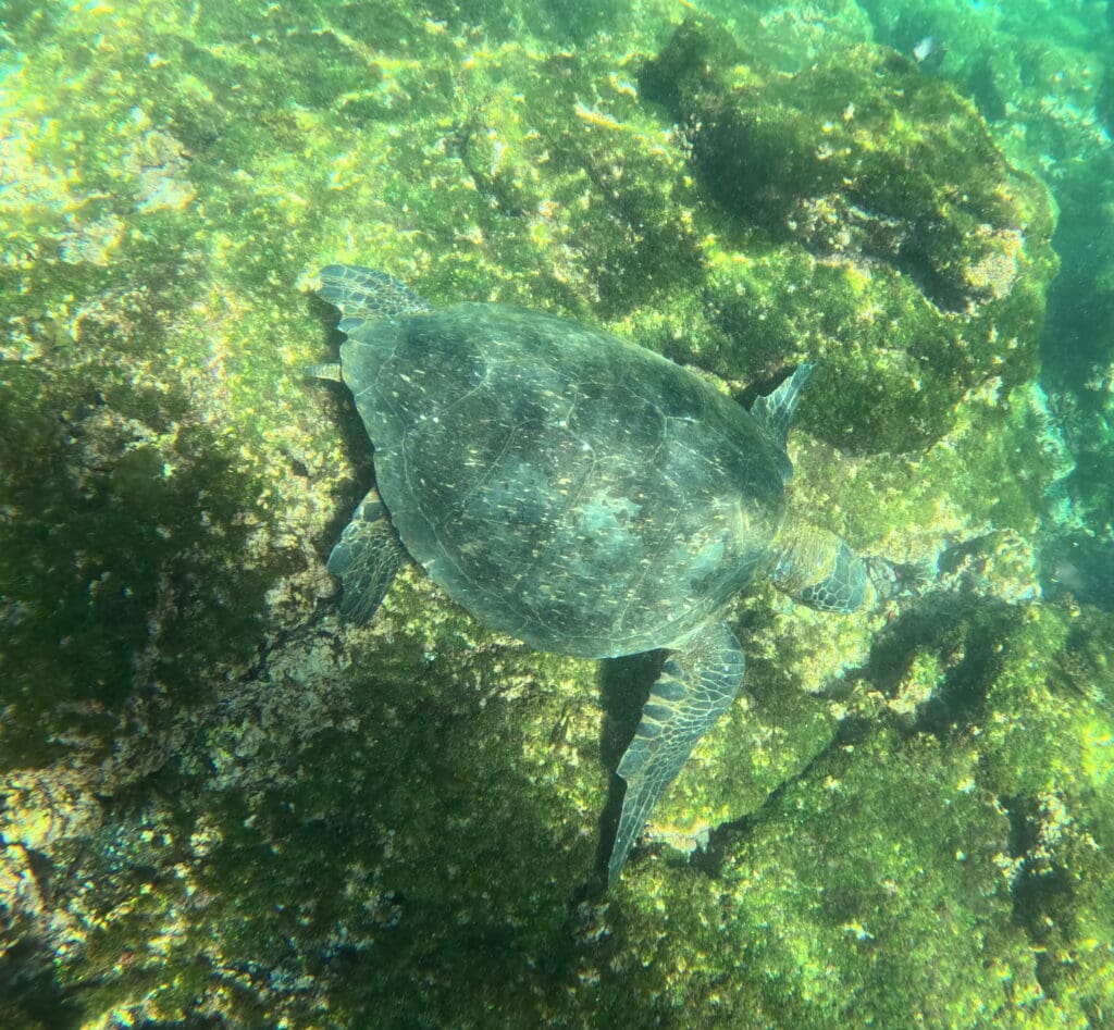 a turtle swimming in the water