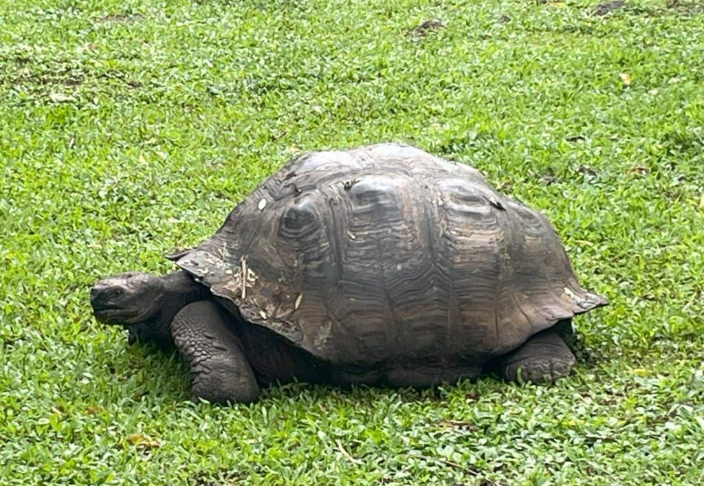 a large tortoise on grass with Aldabra in the background