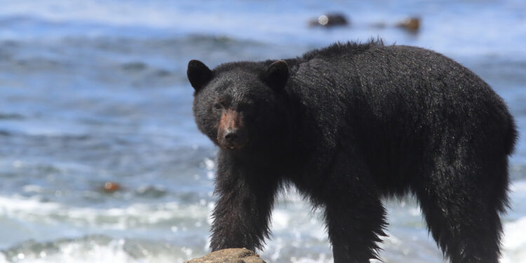 Black bear roaming low tide shores, looking for crabs. Vancouver Island, Canada