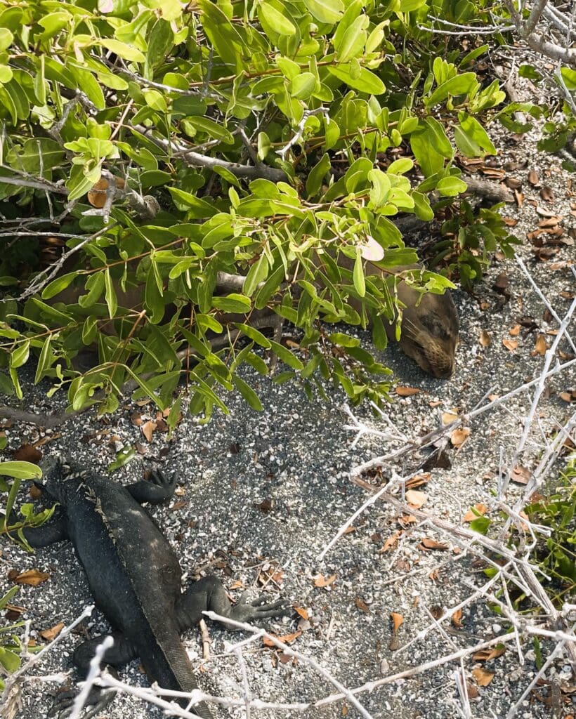 a lizard lying on the ground under a tree