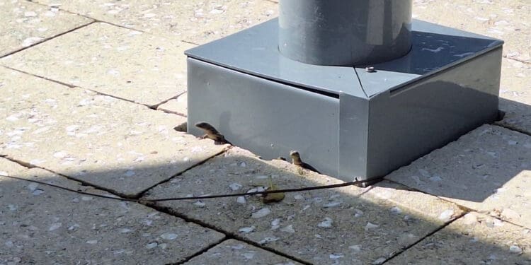 a small birds on a concrete surface