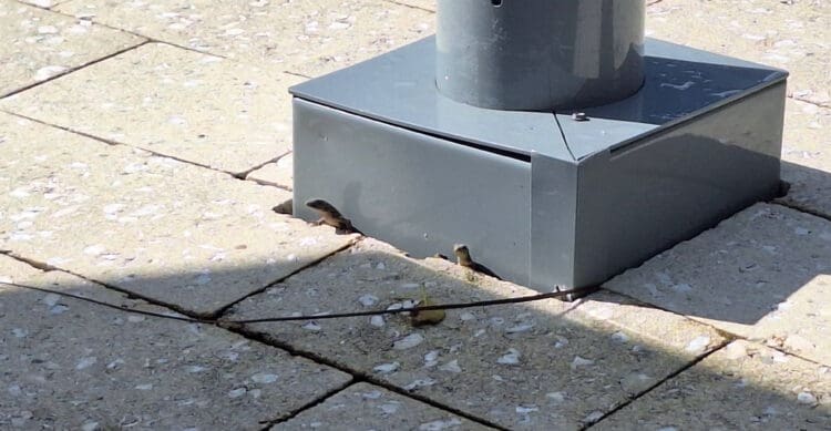 a small birds on a concrete surface