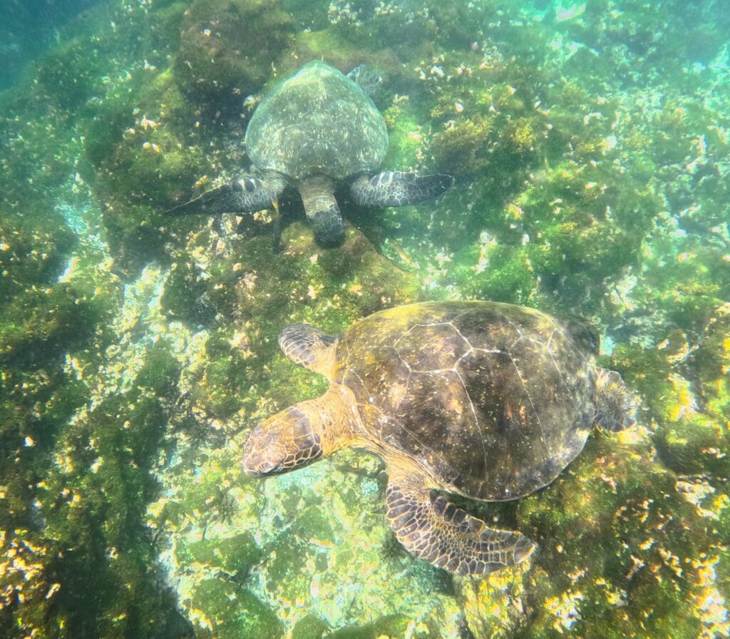 turtles swimming in the water