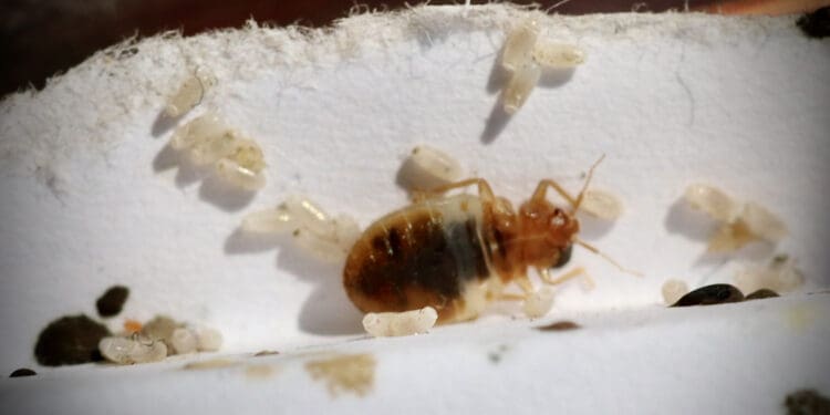 a close up of a bug