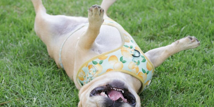 6-Year-Old French Bulldog Male Rolling Over and Goofing Off. Off-leash dog park in Northern California.