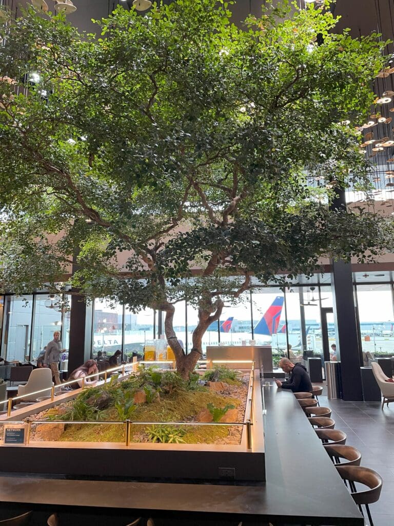 a tree in a room