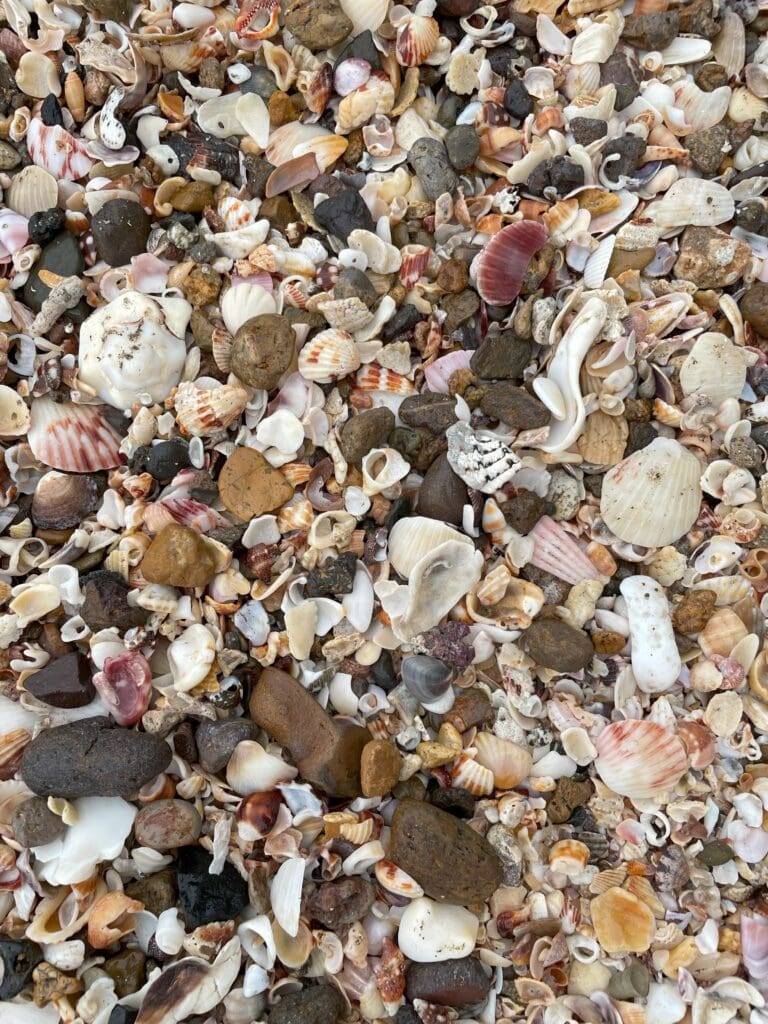 a pile of shells and rocks