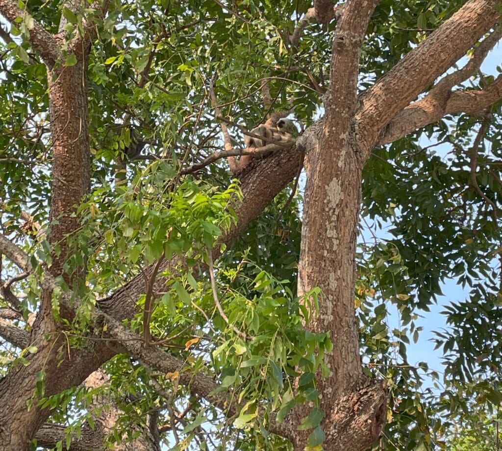 a tree with a raccoon in it