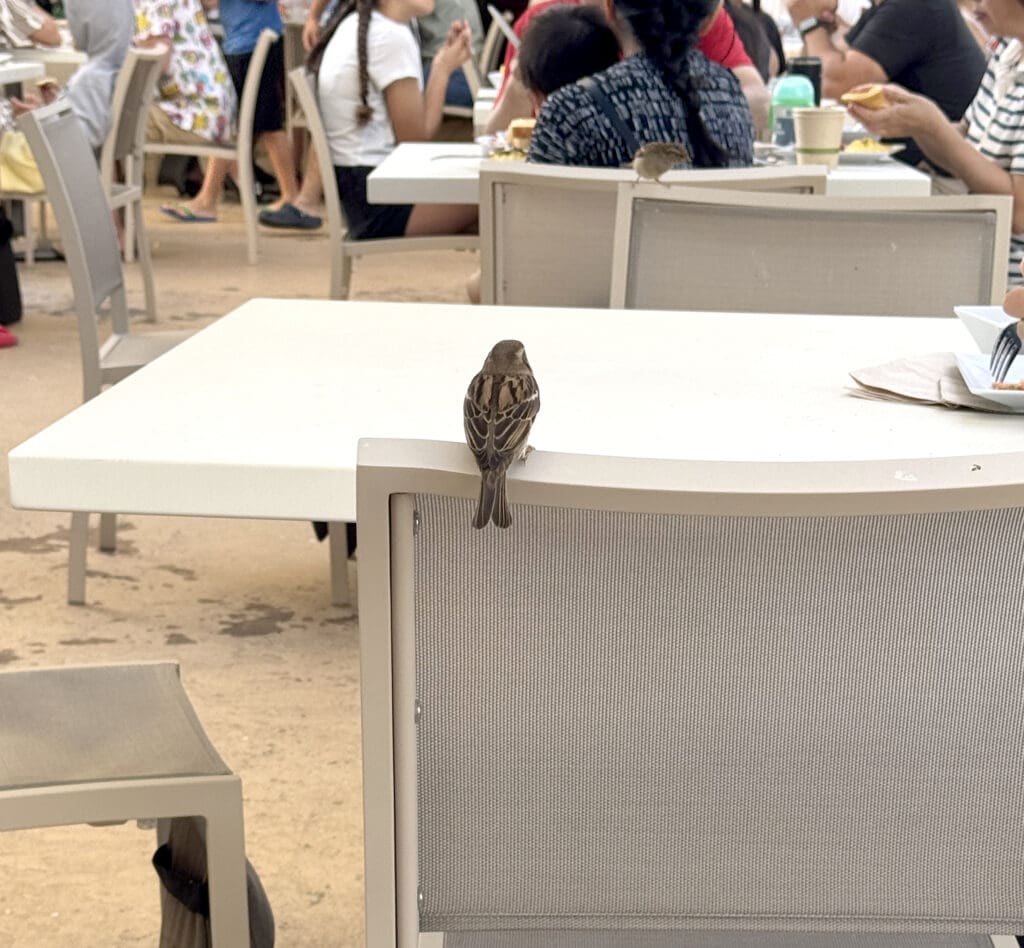 A bird perches on a table in the breakfast buffet seating area at Hyatt Place Waikiki