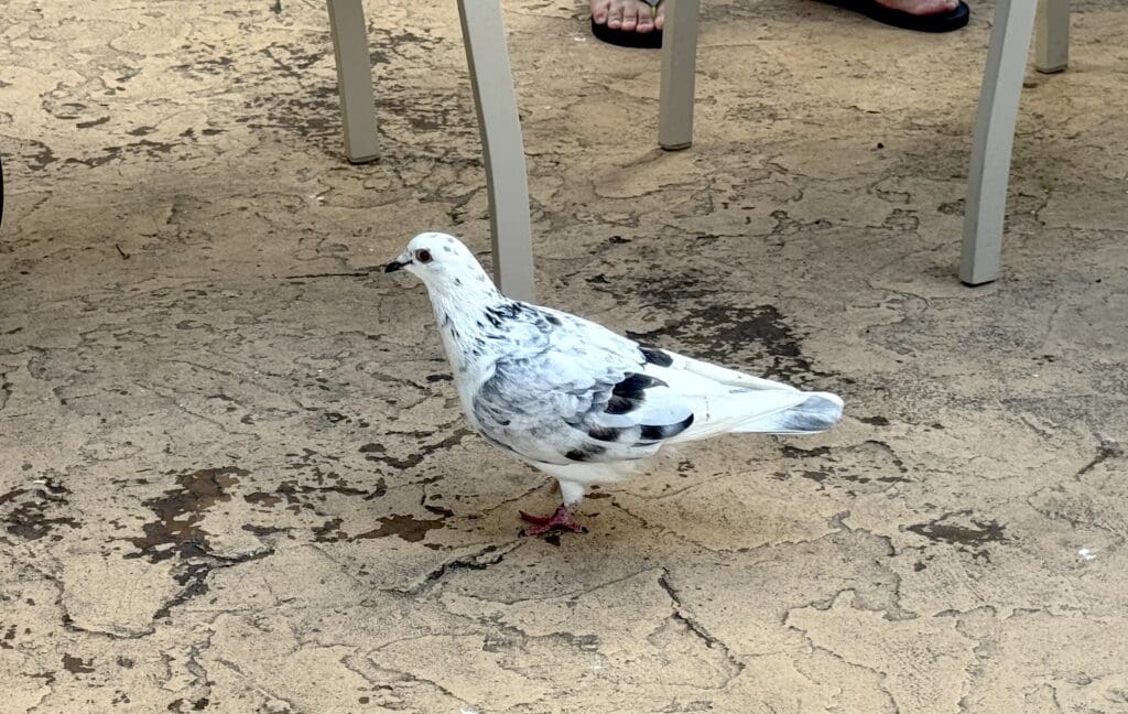 A pigeon roams the breakfast buffet grounds at the Hyatt Place Waikiki.