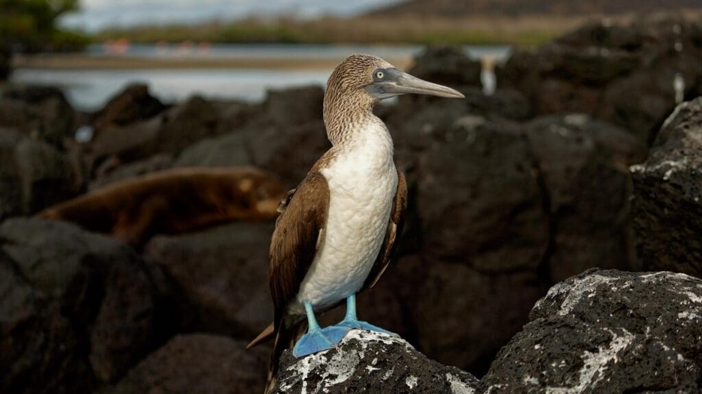 a bird standing on a rock