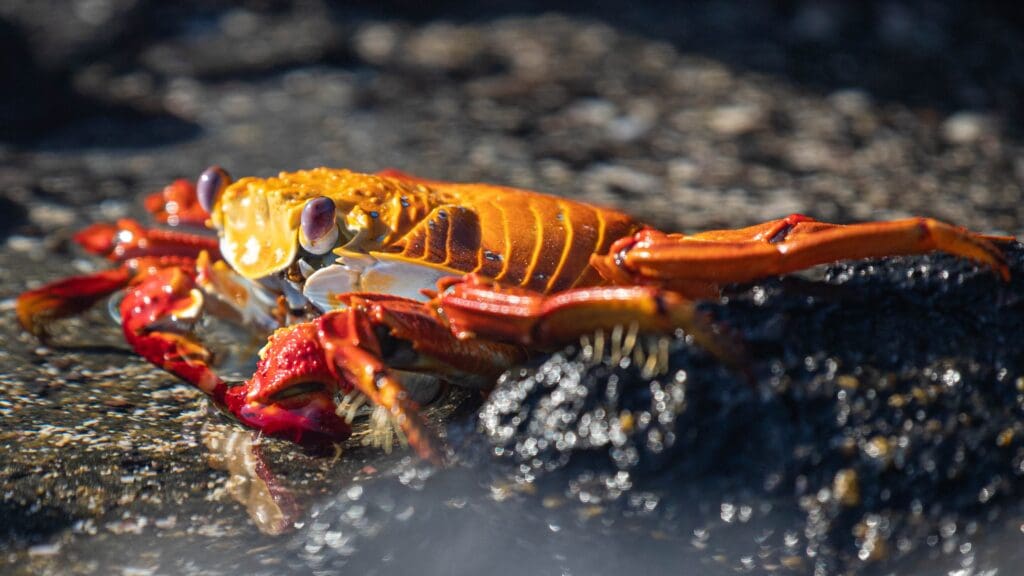 a crab on the ground