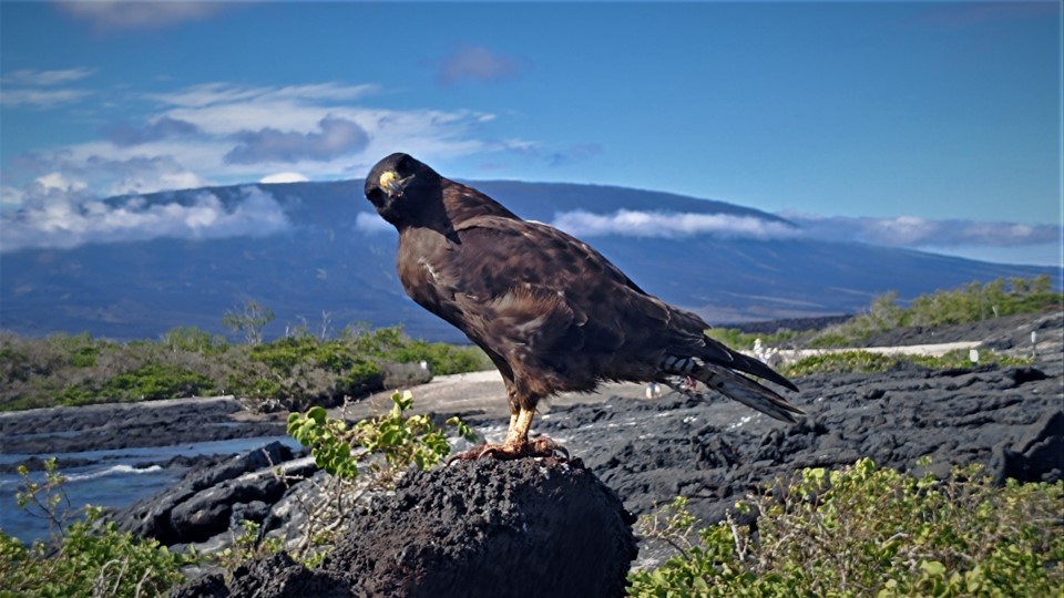 a bird standing on a rock