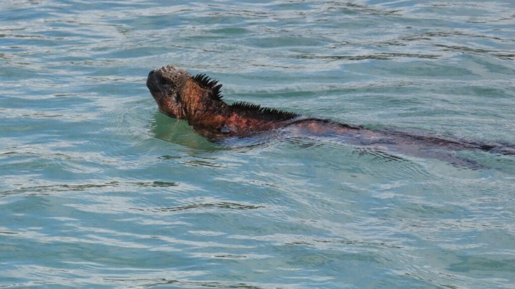 a iguana swimming in water