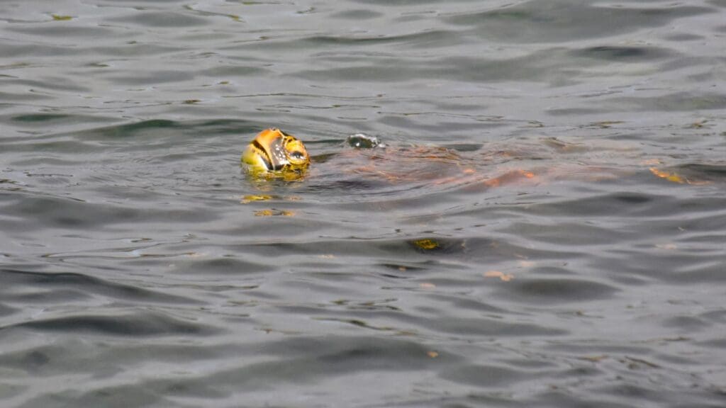 a turtle swimming in water