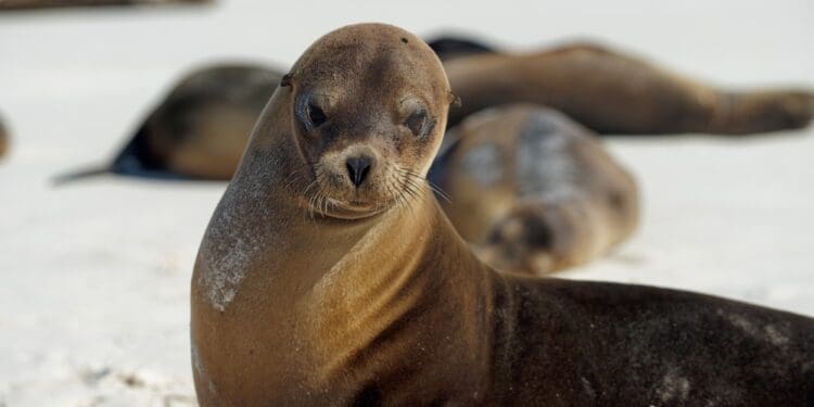 a seal on the beach