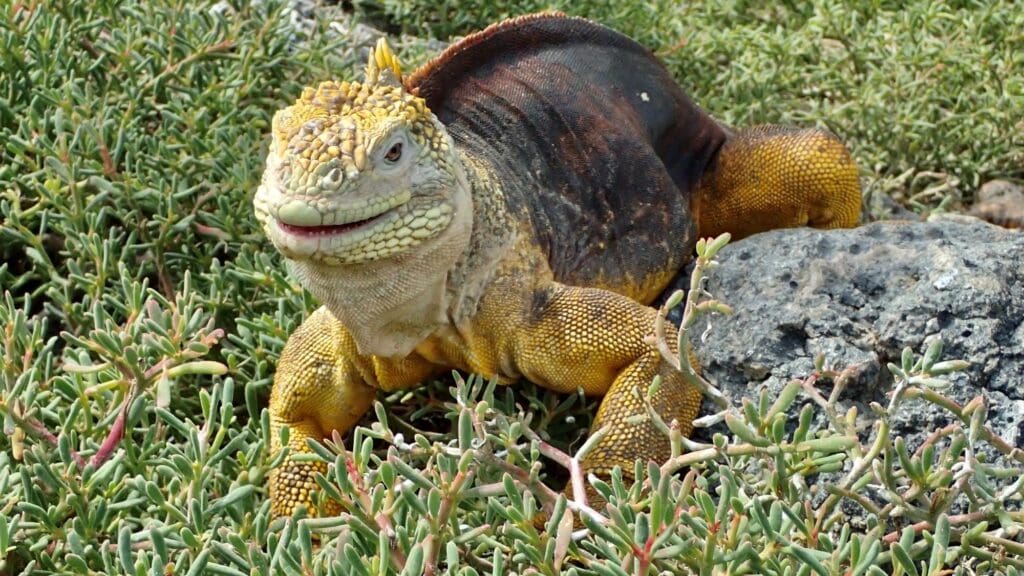 a lizard on a rock