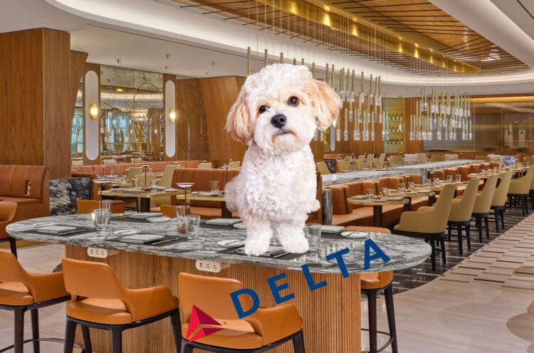 Image of a dog sitting on a table inside the Delta One Lounge