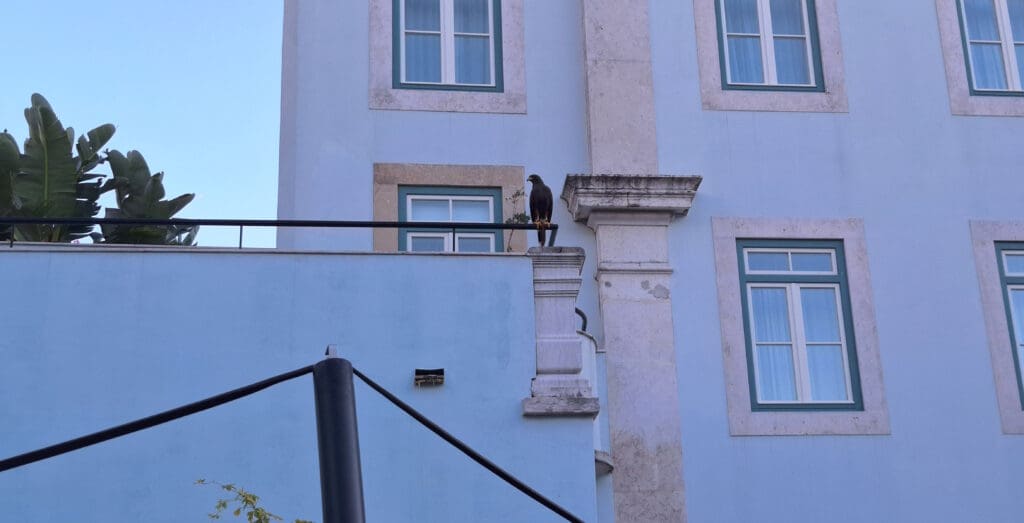 A bird is perched on a railing of a light blue building with white trim. The building has several windows with blue frames. There are large green leaves visible on the left side of the image.