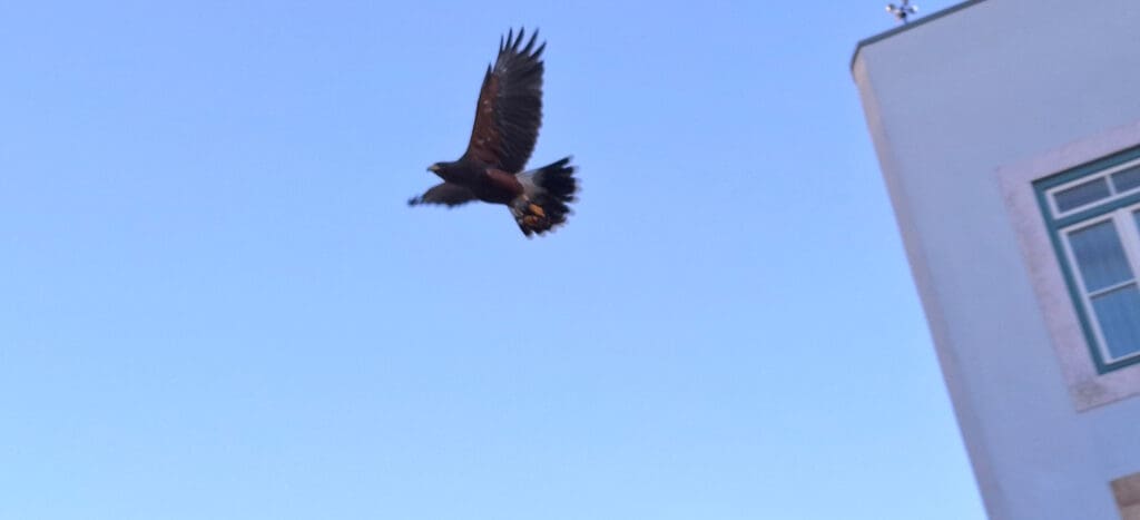 A bird of prey is flying in the sky with its wings spread wide. The background is a clear blue sky, and part of a building with a window is visible on the right side of the image.