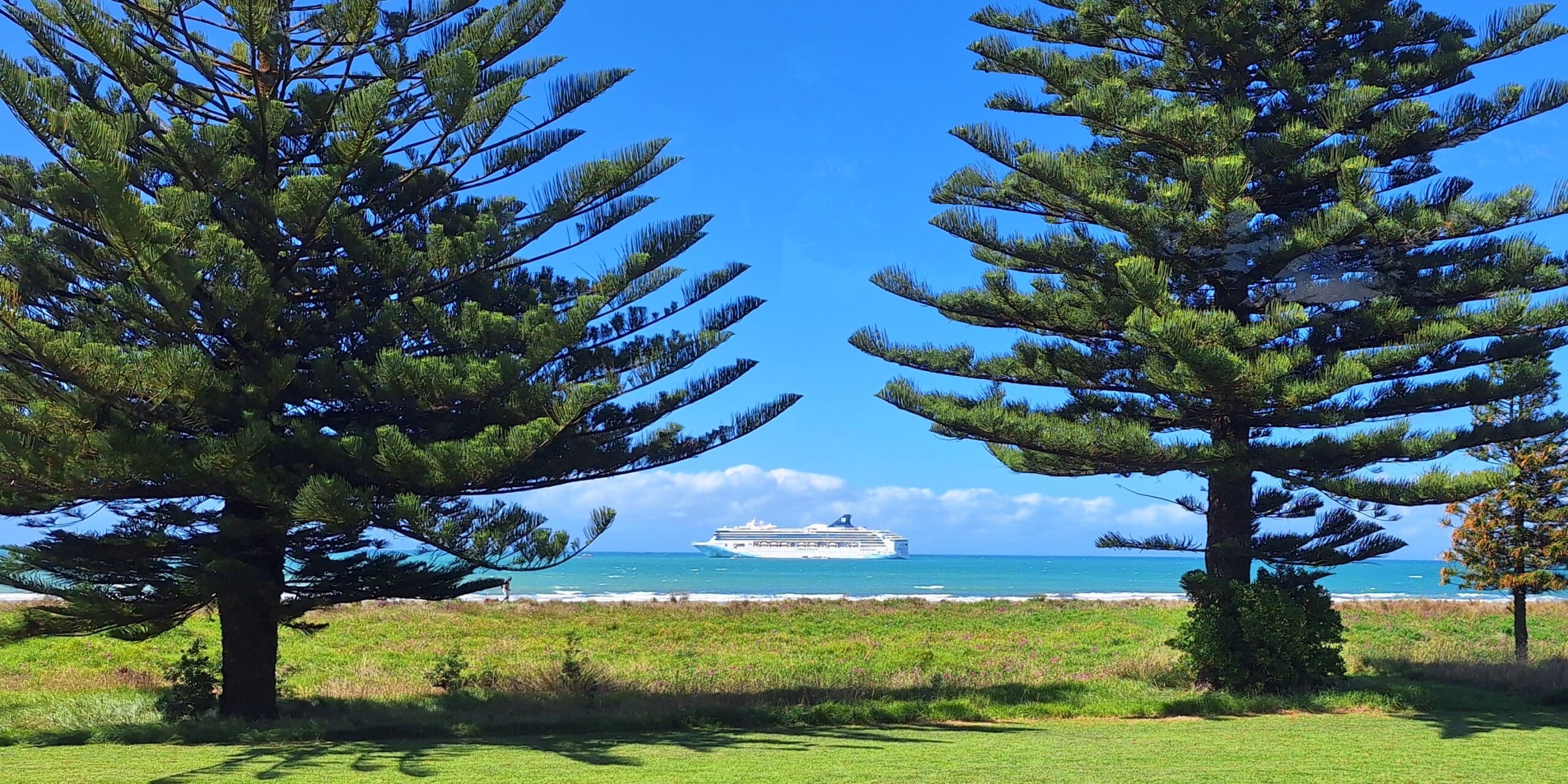 A large cruise ship is sailing on a bright blue ocean under a clear sky. In the foreground, there are two tall pine trees with lush green grass beneath them, framing the view of the ship. The scene is peaceful and sunny, with a few clouds visible in the distance.
